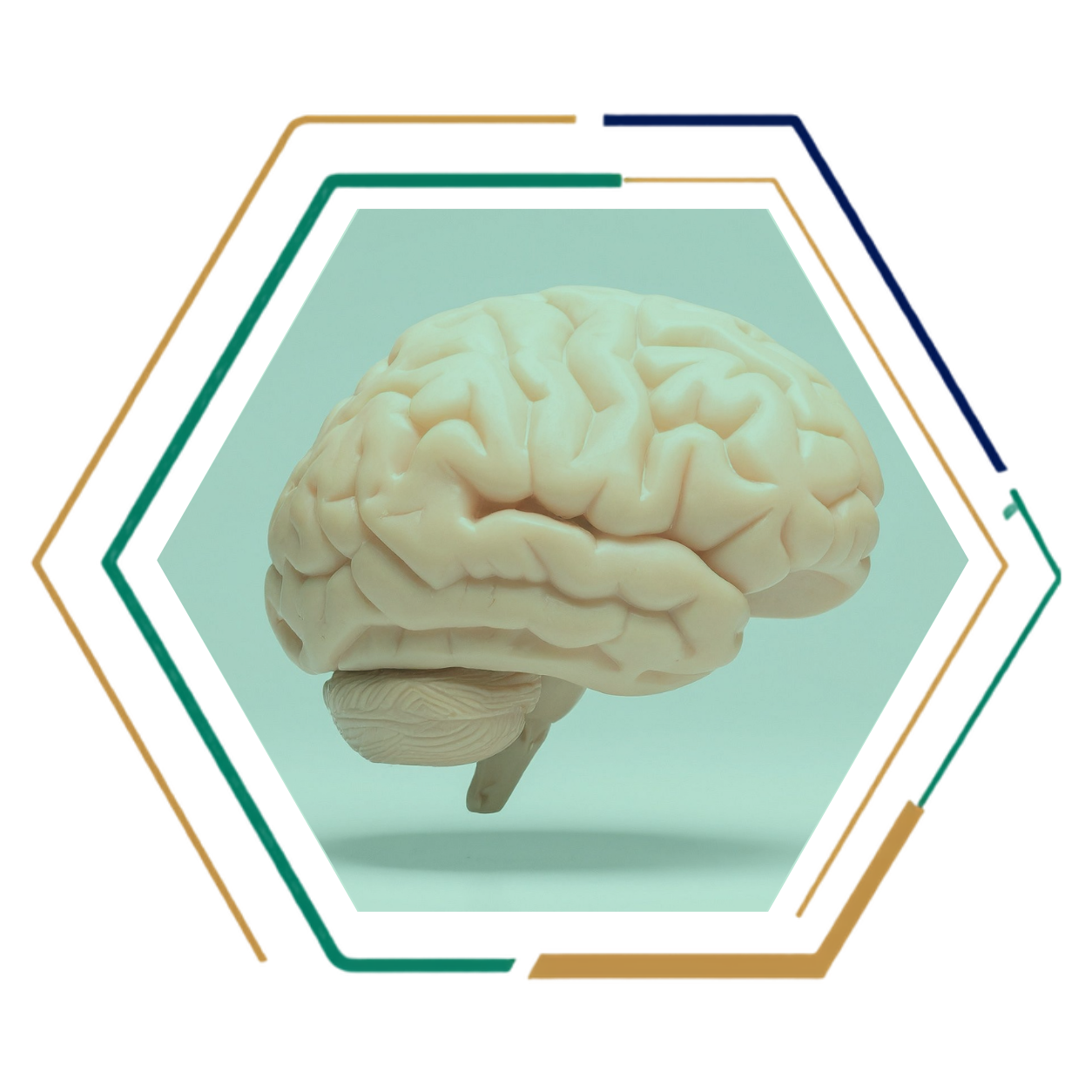 Funcionamiento cerebral y su relación con las emociones y los síntomas