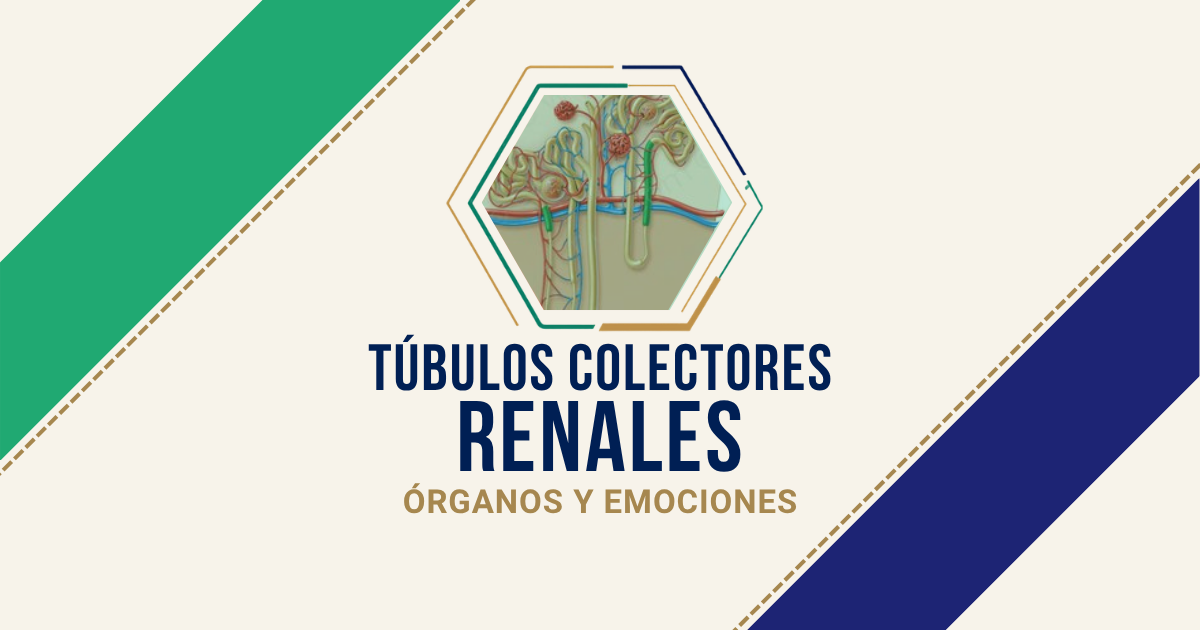 Túbulos Colectores Renales (T.C.R.): origen emocional según Biodesprogramación