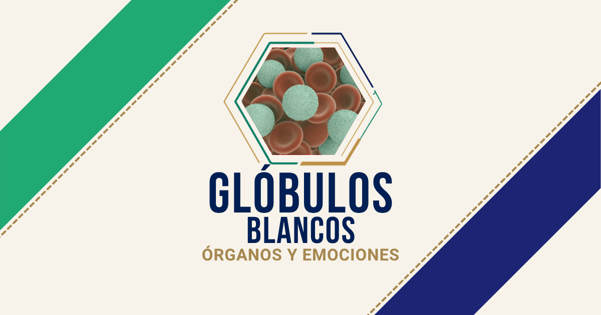 Glóbulos blancos