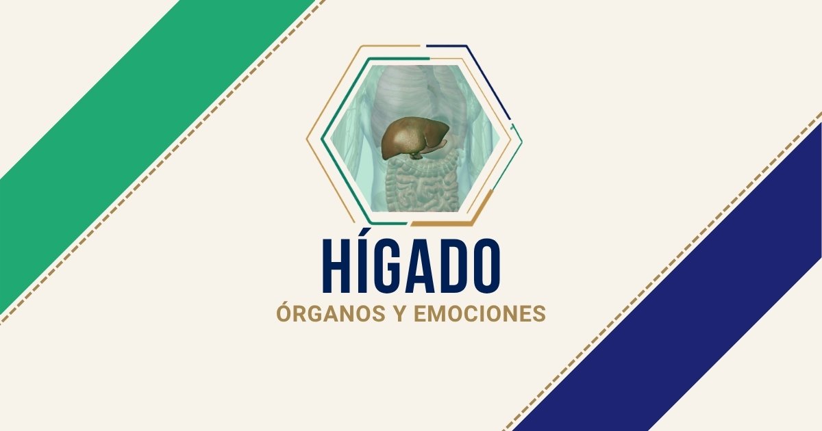 Hígado: origen emocional según Biodesprogramación